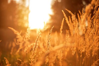 Close-up of wheat growing on field against sky at sunset