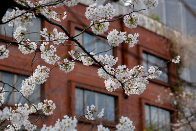 Close-up of pink flowers on tree