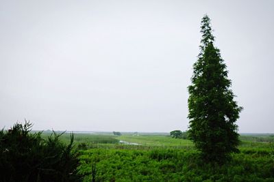 Scenic view of field against clear sky