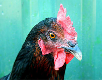 Close-up of cockerel against green wall