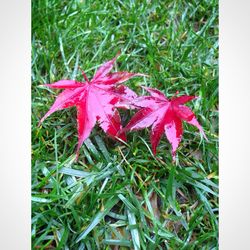 Close-up of leaves on field