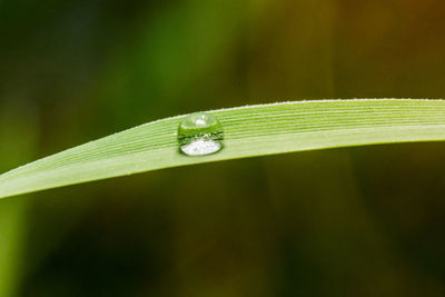 Close-up of raindrops on leaf