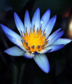 Close-up of purple water lily