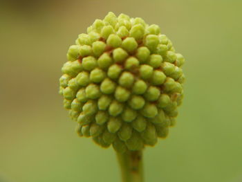 Close-up of fresh green plant