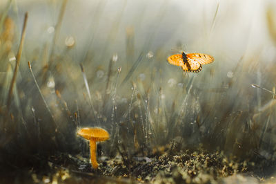 Close-up of mushroom growing on field