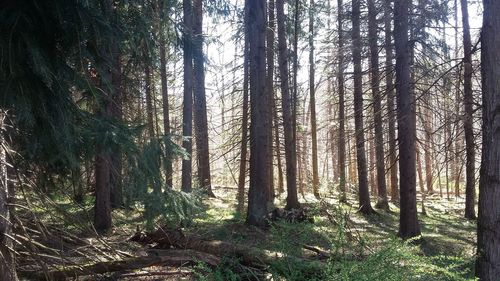 Trees in forest