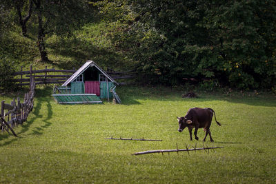 Horse in park