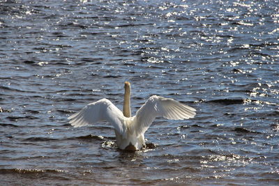 White swan in lake