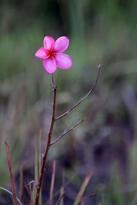 Close-up of pink flowering plant