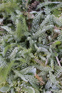 Close-up of plants on snow