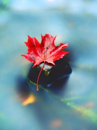 Fallen dry maple leaf on water, leaf stick on stone in mountain stream