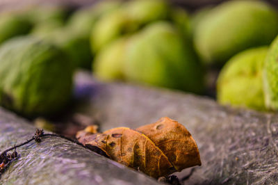 Close-up of dried fallen leaf on roof