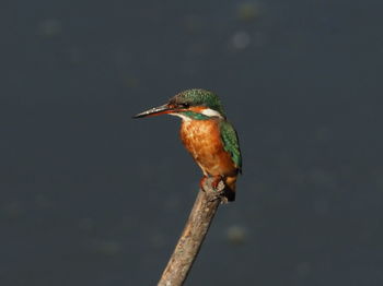 Close-up of bird perching on a branch