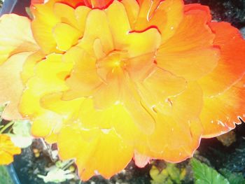 Close-up of yellow flower