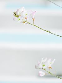 Close-up of pink flowers blooming on tree against sky