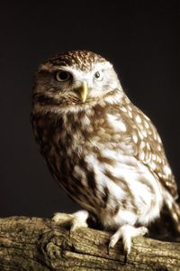 Close-up of owl perching on wood