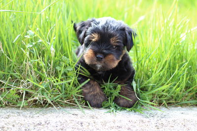 Portrait of puppy sitting on grass