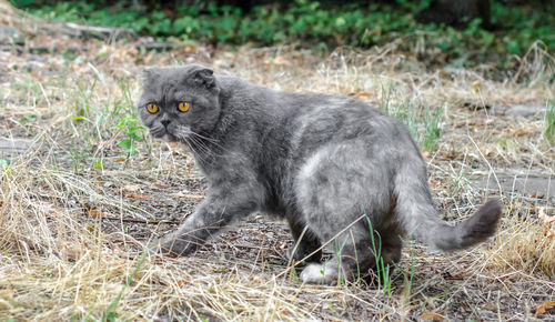 Portrait of cat