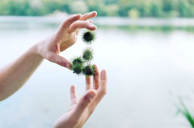 Cropped image of hand holding plant