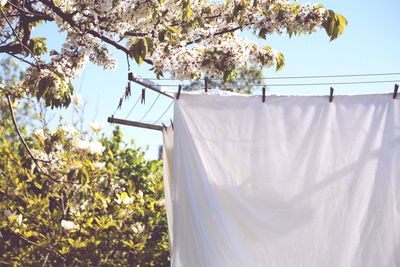 Flowers growing on tree