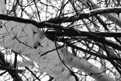 Close-up of branches against blurred background