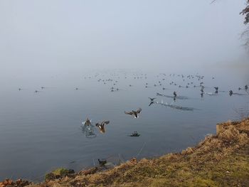 Birds flying over lake against sky