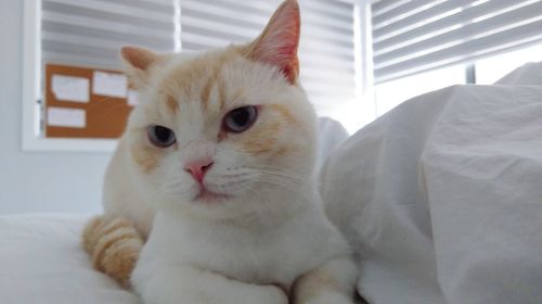 Close-up of white cat