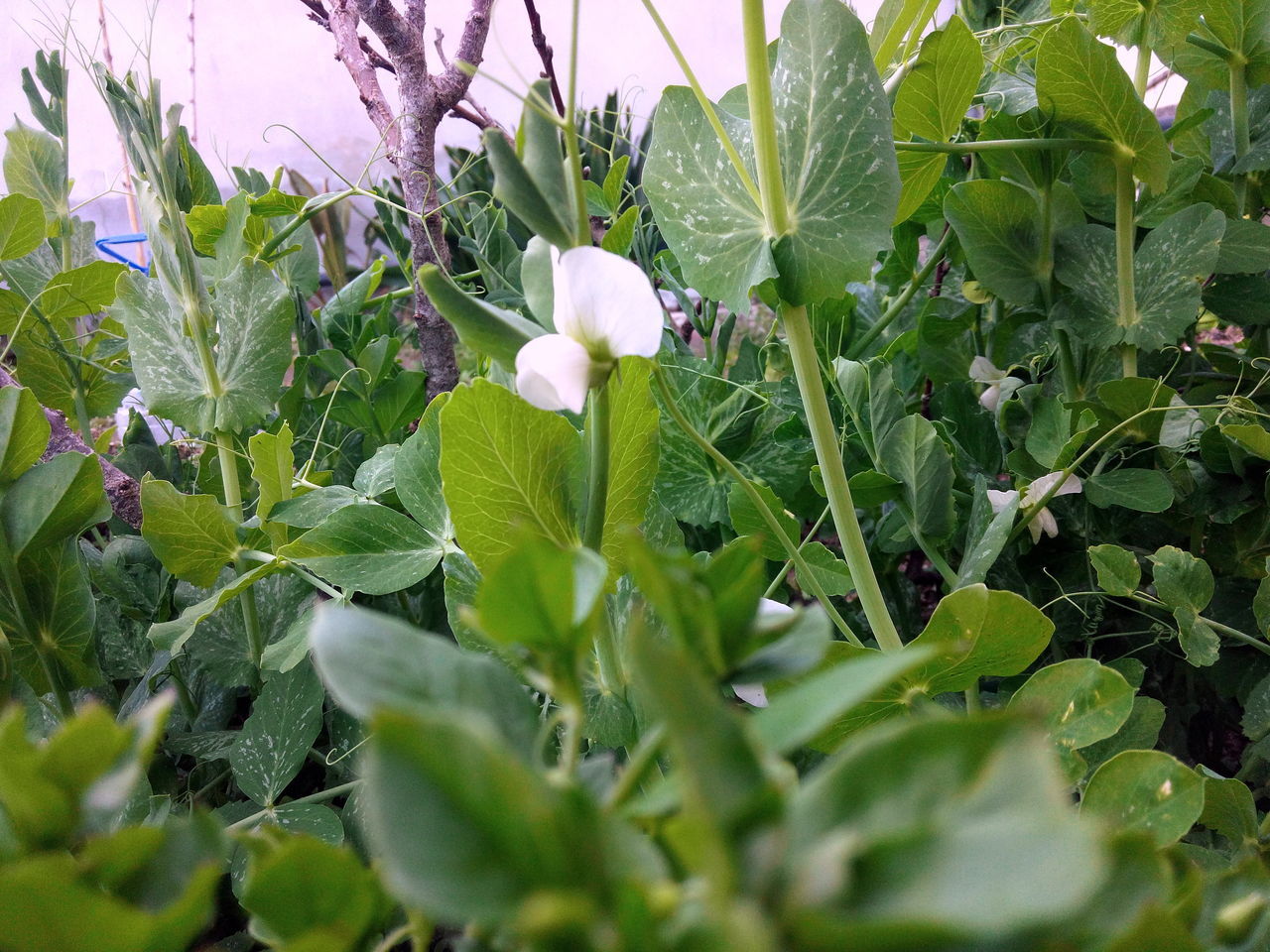 Peas flower