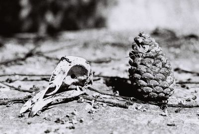 Close-up of dead plant