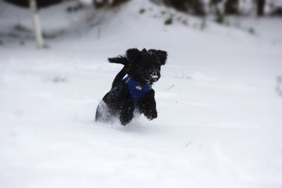 Dog running on snow covered land