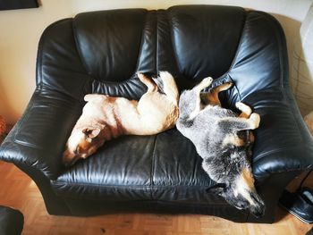 High angle view of dog sleeping on sofa at home