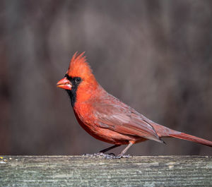 Close-up of bird perching on wood