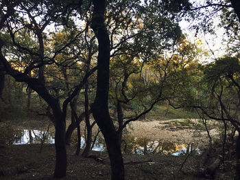 Trees in forest