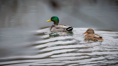 Duck swimming in a lake