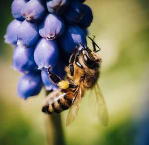 Close-up of bee on flower