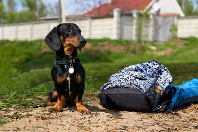 Close-up of dog