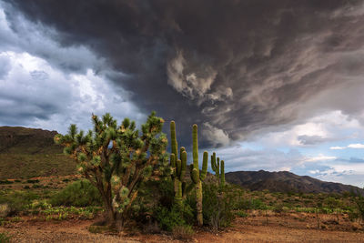 Cactus plants growing on land against cloudy sky