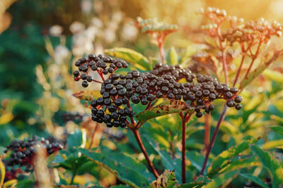 Elderberry. bunch of black wild elderberries over green leaves. autumn forest, medicinal plant