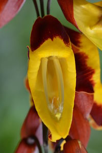 Close-up of yellow rose flower