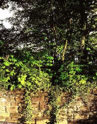 Full frame shot of trees in the forest