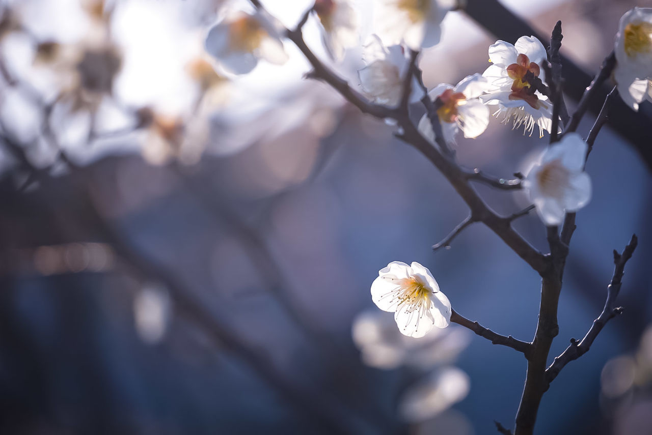 flower, fragility, nature, beauty in nature, tree, growth, white color, petal, branch, flower head, twig, freshness, springtime, blossom, close-up, day, focus on foreground, no people, outdoors, plant, blooming