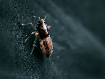 High angle view of spider