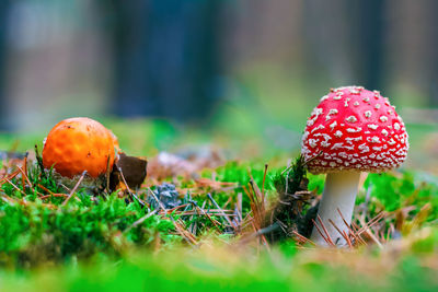 Close-up of mushroom growing on field