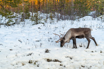 View of reindeer on snow covered field