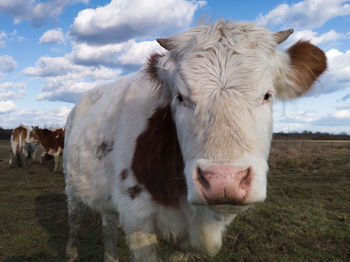 Cow standing in a field