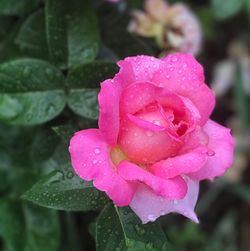 Close-up of wet pink rose blooming outdoors