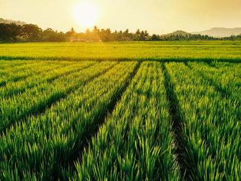 Scenic view of field against bright sun