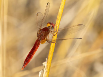 dragonflies and damseflies