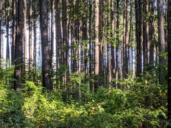 Pine trees in forest