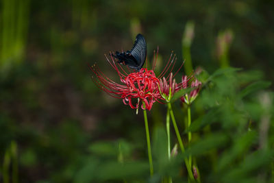 Close-up of butterfly pollinating on flower